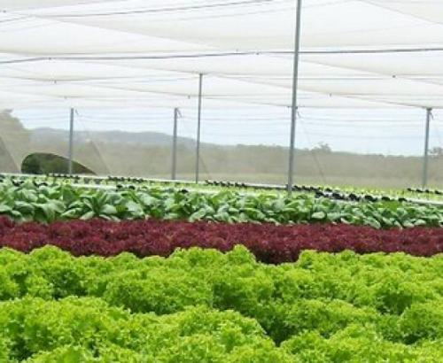 避开蔬菜品种的正常栽培季节和市场供应期,采用特殊栽培技术种植