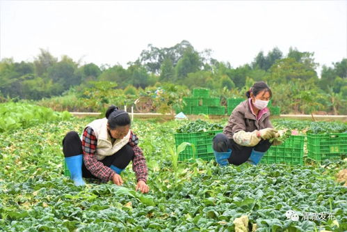 清城区波记蔬菜种植基地入选广东省 菜篮子 基地初评名单